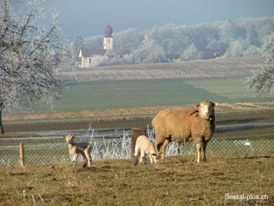 Schafe_Oberschongau_21