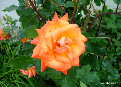 Rose_Orange_437