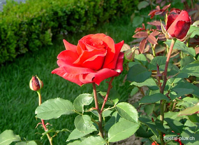 Rose_rot_497