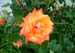 Rose_Orange_437