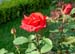 Rose_rot_497