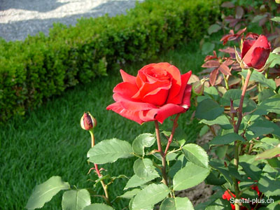 Rose_rot_Blume_497