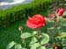 Rose_rot_Blume_497