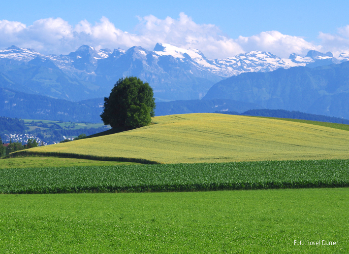 Leisibüel, Linisbühl