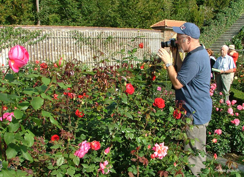 Rosenfotograf_Fan_334