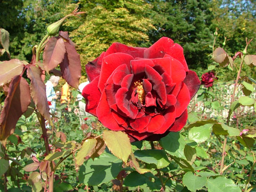 dunkelrote_Rose_335