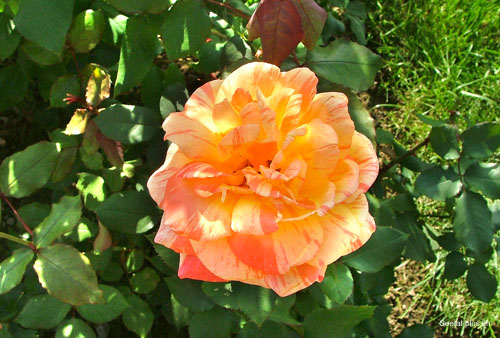 orange_g_Rosen_349