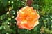 orange_g_Rosen_349