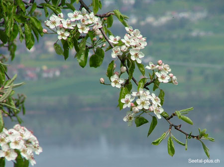 Bluhst_Birnenbaum_13