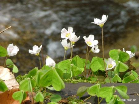 Kleewaldblumen_03