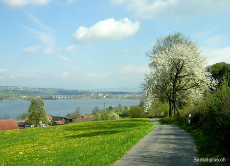 Retschwil_Baum_Weg_85