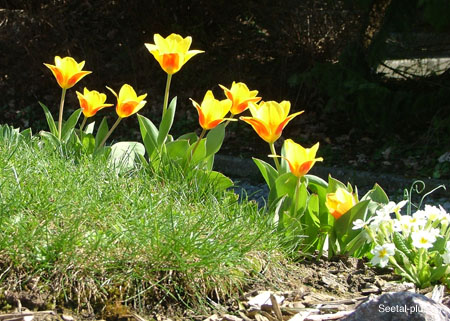 Tulpen_Blumen_635