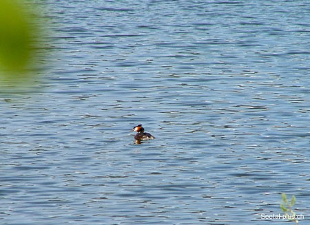 Wasser_Ente_219