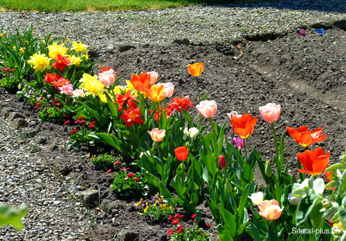 212_Tulpen_Blumen