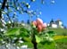 Apfelbluehten_219