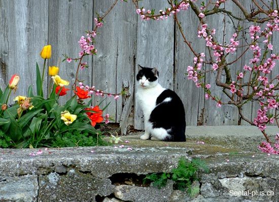 Katze_Blumen_1794