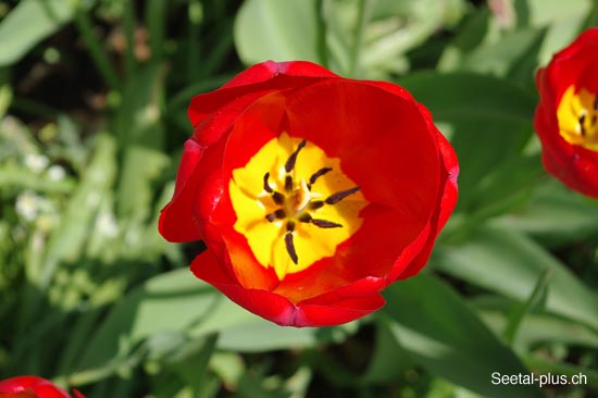 Tulpe_rot_656