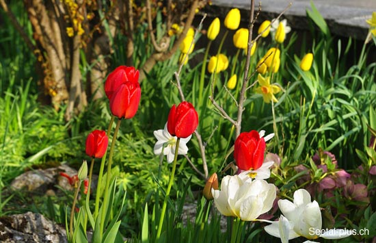 Tulpen_178