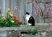 Katze_Blumen_1794