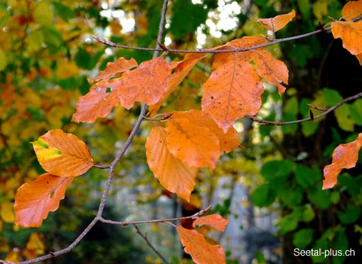 Buche_Herbst_68