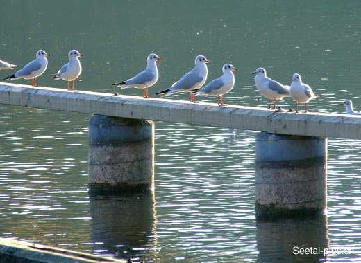 Hallwilersee_05