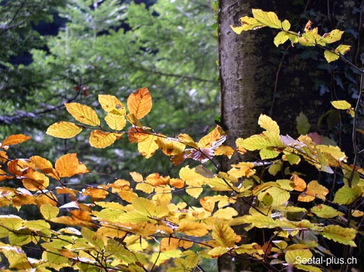 Herbst_Buche_15