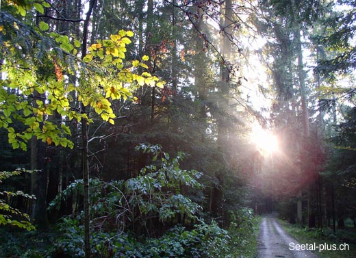 Herbst_Licht_Wald