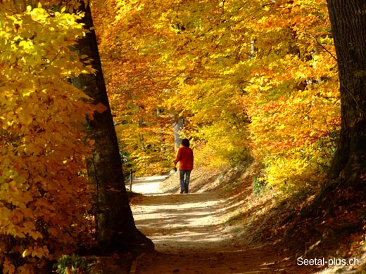 Herbstwaldweg_36