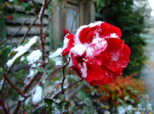 Rose_Herbstschnee