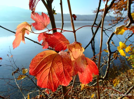 rotes_Blatt_Natur