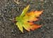 17_Herbst_Blatt