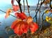 rotes_Blatt_Natur