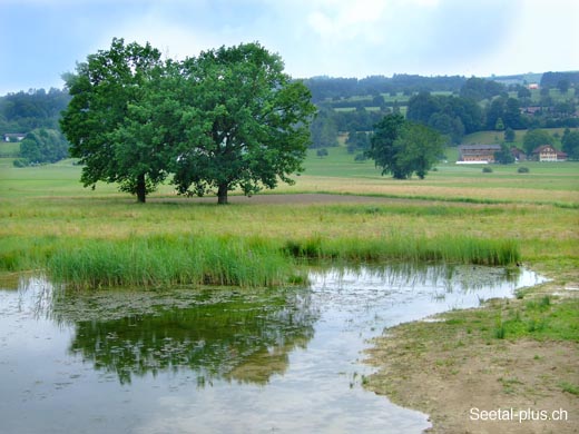 Baum_Weiher_Hide_23