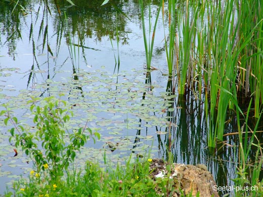 Teich_Weiher_Wasser_16