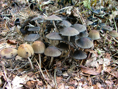 Pilz_Gruppe_879