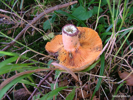 Pilz_Orange_869