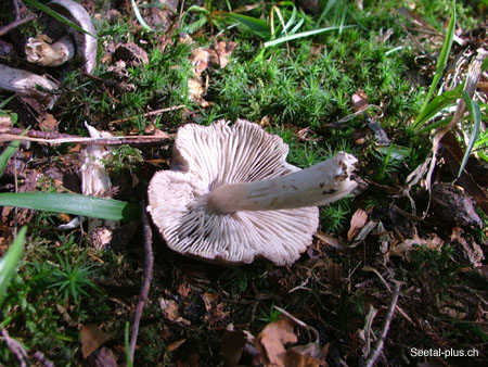 Pilz_von_unten_899