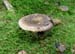 Pilz_braun_rund_856