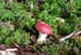 Pilz_rot_klein_898
