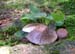 Pilze_mit_Struktur_870