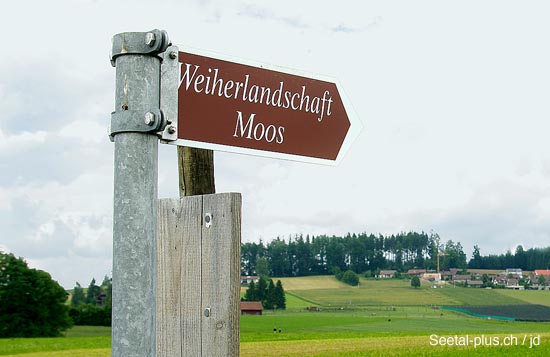 Moos_Mueswangen_2