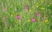 Blume_im_Moos_17
