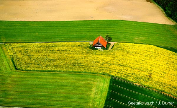 Rapsfeld_oben_683