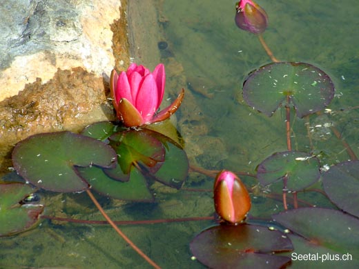 375_Seerose_im_Teich