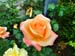 303_Rose