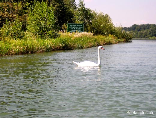 Reuss_420_Schwan