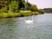 Reuss_420_Schwan