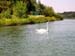 Reuss_420_Schwan