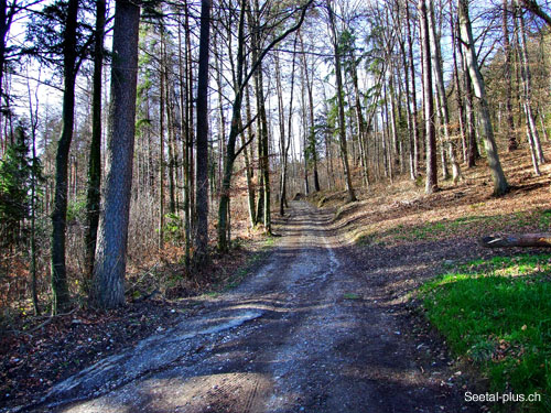 Spitzwald_Weg_1708